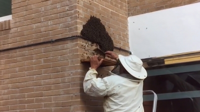 VIDEO Protección civil y apicultores en resguardo de abejas
