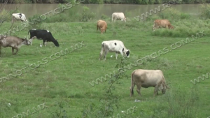 Nuevo Laredo se mantiene libre de gusano barrenador; refuerzan vigilancia sanitaria ganadera