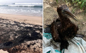 Animales y playas de Oaxaca quedan cubiertos de petróleo por derrame de Pemex