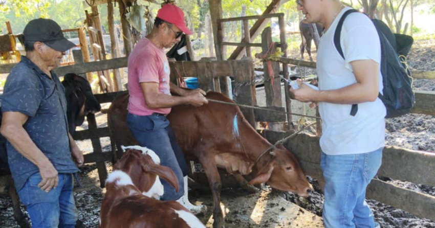 Va a la baja gusano barrenador en Tamaulipas: SDR