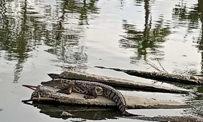 Calculan más de 200 cocodrilos en lagunas de Madero