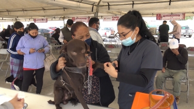 VIDEO Continúan apoyos a mascotas con brigadas de salud animal