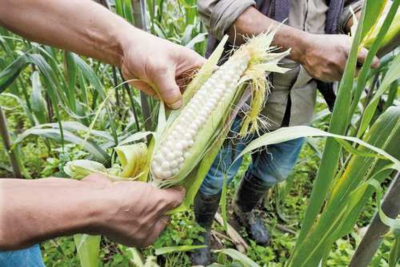 Productores de maíz en crisis por costos de los insumos