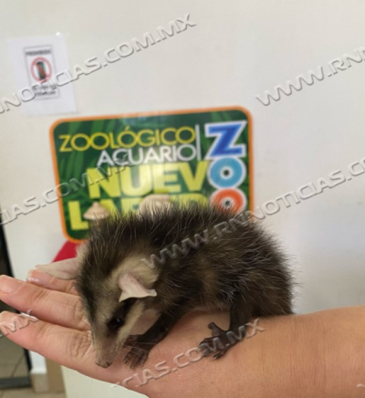 Rescata zool&oacute;gico animales end&eacute;micos; exhortan a cuidar la fauna local