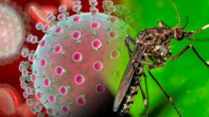 S&iacute;ntomas y c&oacute;mo se transmite el virus Oropouche