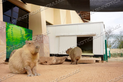 Zool&oacute;gico De Nuevo Laredo Refuerza Medidas De Protecci&oacute;n Animal Ante Bajas Temperaturas