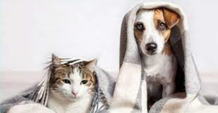 Perros y gatos sufren ‘un infierno’ por la pirotecnia; así los puedes proteger