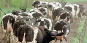 Estados Unidos registra séptimo caso de las vacas locas