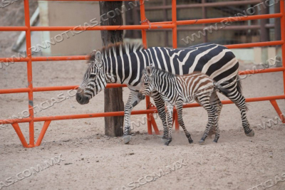 NACE CR&Iacute;A DE CEBRA EN EL ZOOL&Oacute;GICO Y ACUARIO DE NUEVO LAREDO
