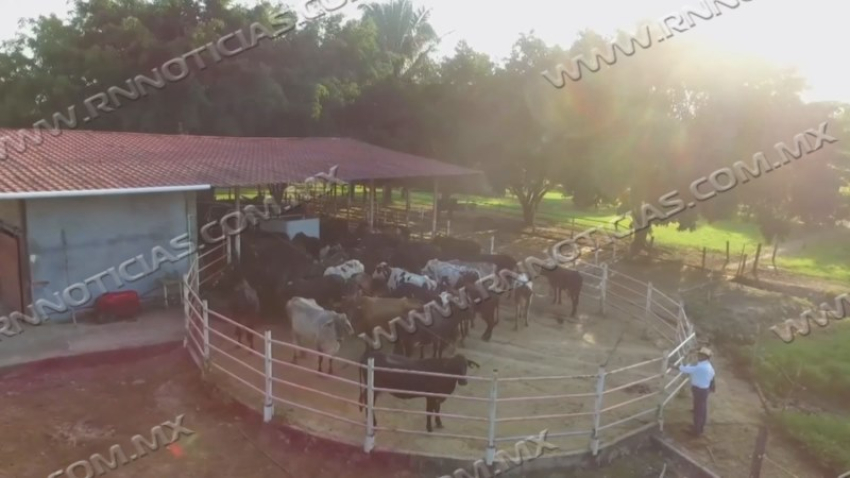 Confirman primer caso de gusano barrenador en un rancho de Nuevo Laredo; activan cerco sanitario