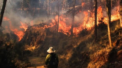 Incendios forestales devastan 28 mil hectáreas en Tamaulipas