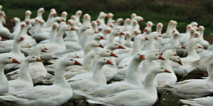 Extraña enfermedad mata miles de aves en Chile