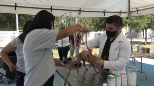 VIDOE Realizan primera brigada de salud animal para mascotas en Nuevo Laredo