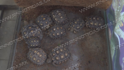 Zool&oacute;gico de Nuevo Laredo impulsa programa permanente para salvar a la tortuga terrestre
