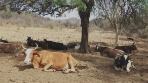VIDEO Ganaderos en estado crítico por la sequía y canícula