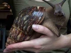 Este es el caracol gigante africano, molusco invasor que escupe parásitos y podría infectar a humanos