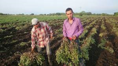La Sequía tumba la producción de cacahuate en Tamaulipas