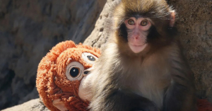 Peluche de orangut&aacute;n de IKEA se agota tras viralizarse historia del macaco Punch