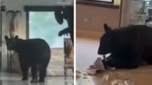Encuentran un oso buscando comida en su casa en San Pedro, NL