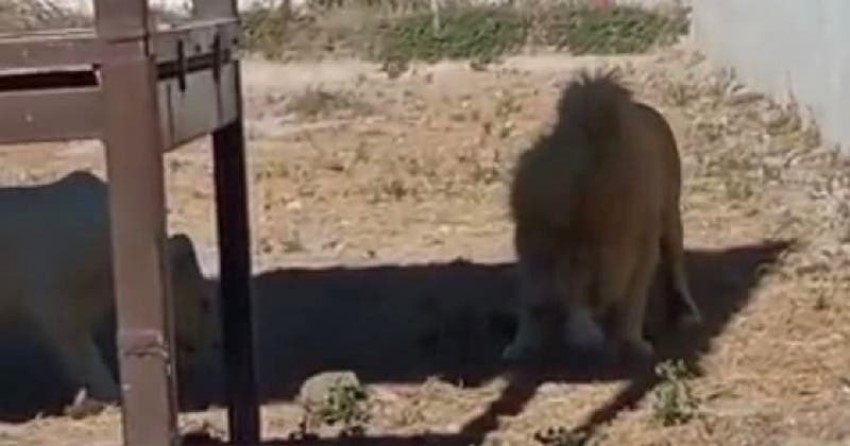 León se devora a su cachorro en zoológico de Hidalgo