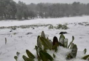 Se prevé caída de nieve o aguanieve en estos estados; incluido Tamaulipas