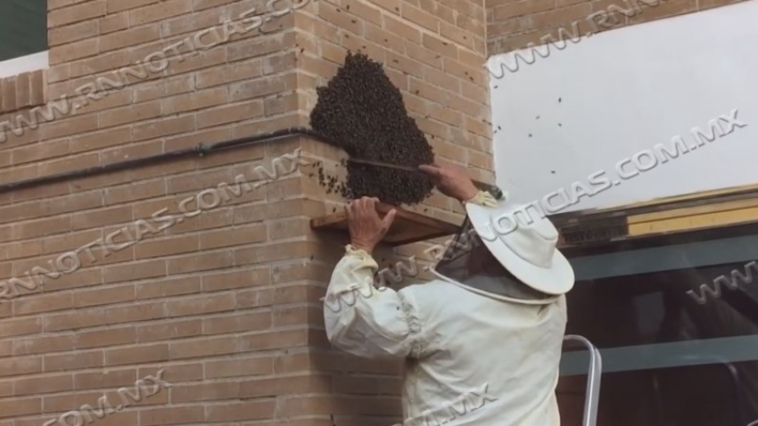 Protección Civil de Nuevo Laredo supera los 320 rescates de enjambres de abejas en 2026