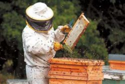 Cambio climático… golpe amargo para apicultores