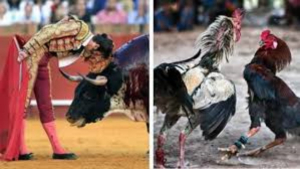 Buscan prohibir las corridas de toros y peleas de gallos