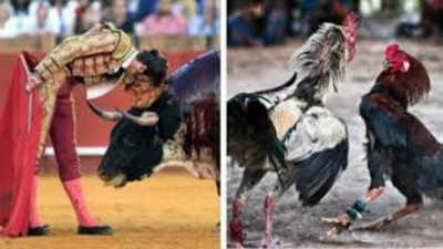 Buscan prohibir las corridas de toros y peleas de gallos