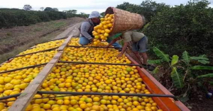 Proyectan nacimiento de centro de acopio naranjero en Tamaulipas