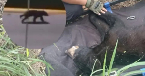 Capturan a oso que rondaba en plaza comercial de San Pedro, Nuevo Le&oacute;n