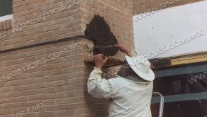 Aumenta aparición de abejas por calor en Nuevo Laredo