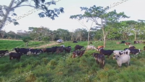 Nuevo Laredo cierra 2025 con avances en ganader&iacute;a y apicultura pese a retos clim&aacute;ticos