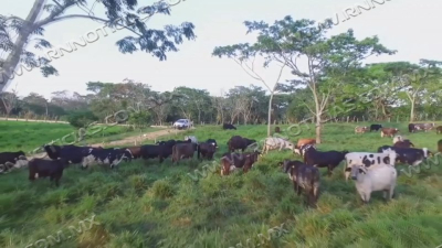 Nuevo Laredo cierra 2025 con avances en ganader&iacute;a y apicultura pese a retos clim&aacute;ticos