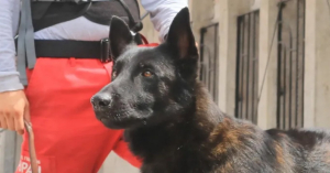 Fallece &lsquo;Capit&aacute;n,&rsquo; el perro rescatista y h&eacute;roe en el sismo de 2017
