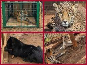 Aseguran dos tigres y cinco jaguares en Jalisco