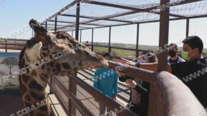Reabren Zoológico de Nuevo Laredo al público; Entrada será gratuita