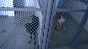 VIDEO Invita Asociación Protectora de Animales a adoptar mascotas