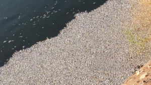 Aparecen miles de peces muertos en una laguna de Mexicali, BC