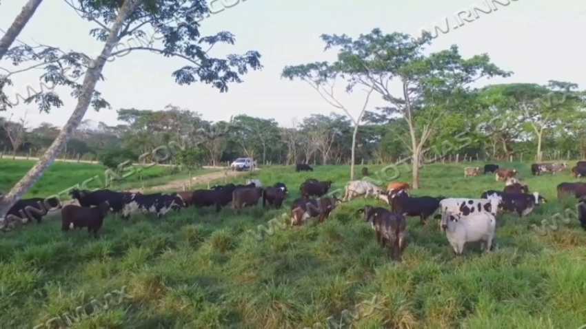 Nuevo Laredo impulsa la competitividad del campo con la tercera edición de “Mejoramiento Ganadero NLD”