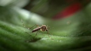 VIDEO Sin casos de dengue en inicio de este 2022