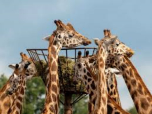 Las jirafas est&aacute;n cerca de entrar a la lista de animales en peligro de extinci&oacute;n