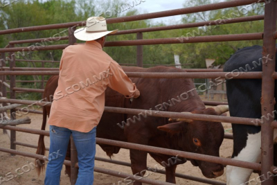 Impulsa Gobierno Municipal Programa De Apoyo A Ganaderos Para Fortalecer La Producci&oacute;n Pecuaria