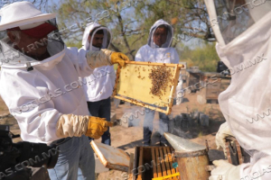 FORTALECE GOBIERNO MUNICIPAL A PRODUCTORES DE MIEL CON EL PROGRAMA “MEJORAMIENTO GENÉTICO APÍCOLA”