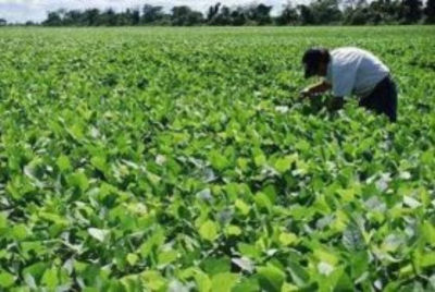 Prevén incremento en la siembra de soya en la zona sur de Tamaulipas