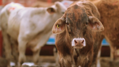 VIDEO Ruegan ganaderos de Nuevo Laredo por buena temporada de lluvias