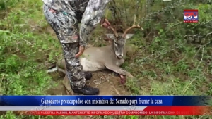 VIDEO Ganaderos preocupados con iniciativa del Senado para frenar la caza