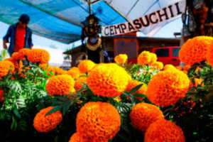 Esperan romper r&eacute;cord en la venta de cempas&uacute;chil para D&iacute;a de Muertos