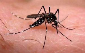 Sube dengue, hay 174 casos confirmados