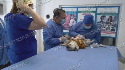 Sector Salud realiza campaña de esterilización canina